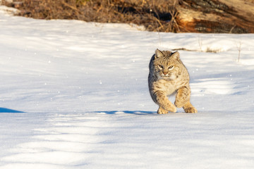 Bobcat in the Snow, Montana