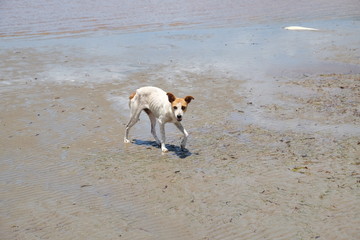 perro africano bagabundo