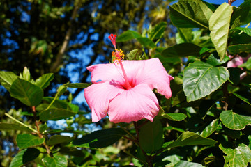 Hibiskus bearbeitet © Benjamin