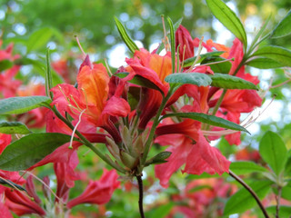 Rhododendron in spring during flowering