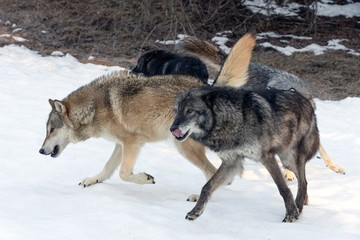 Fototapeta na wymiar Wolf Pack Playing in the Snow, Montana