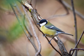 Fototapeta premium Great tit ( Parus major ) Sitting on a Branch in Spring Season