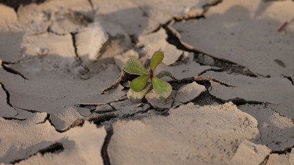 plant growing trough dry soil