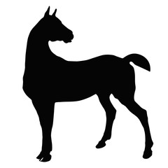  black silhouette of a painted horse looking back, isolated image on a white background.