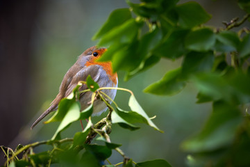 European Robin (Erithacus Rubecula) sitting on a branch 	