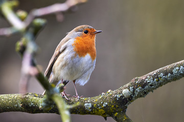 European Robin (Erithacus Rubecula) sitting on a branch 	