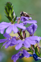 Bees store honey dew from the beautiful lilac flower in the garden. Insect's lunch/Bee on flower collecting nectar. Honey bee on lilac flower