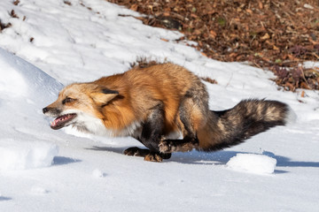 Red Fox in the Snow, Montana