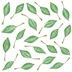 Illustration of a green leaf with branches on a white background. Leaf print on a white background. Organic print.