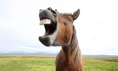 Deurstickers Paard gelach © kevin