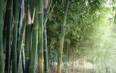 Fototapeta premium Bamboo jungle in sunlight - landscape of park or garden with of tropical climate. Green bamboo forest as nature wallpaper with place for your text on soft blur background to the right.