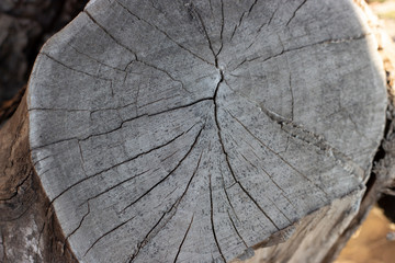 Cut trees, unfocused close up wooden texture