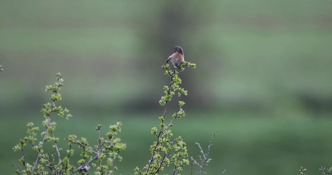 tarier p&acirc;tre se lissant les plumes
