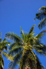 Fototapeta na wymiar Green palm tree on sunny blue sky background. Tropical island nature. Coconut palm tree landscape.