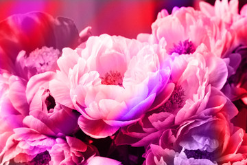 Peonies with neon light. Background for Valentines day. © kuziki