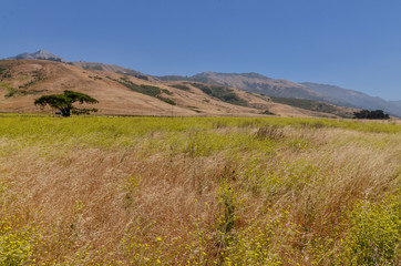 Fototapeta premium blooming summer mustard (Hirschfeldia incana) field at Point Sur State Historic Park (Monterey County, California)