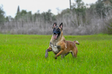 Belgian Malinois running on grass field