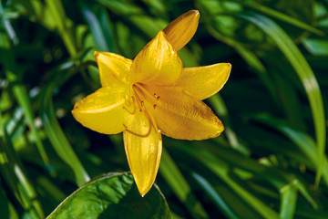 Yellow lily on a blurry green background close-up. Yellow lily flowers in the garden.