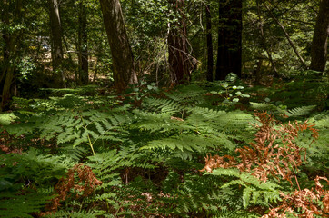 Obraz premium ferns along Big Sur river in Pfeiffer Big Sur State Park (California, USA)