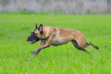 Belgian malinois running on grass field