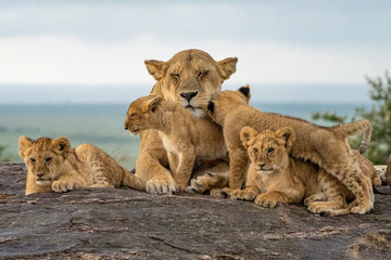Fototapeta na wymiar Lion Pride Babies Loving Mama Lion - Maasai Mara National Park, Kenya