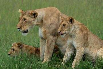 Obraz na płótnie Canvas Lions Gettng Ready to Hunt - Maasai Mara National Park, Kenya