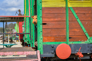 A two-year-old Airedale Terrier dog peeks out of an old train car