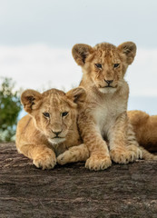 Baby Lion Cubs - Maasai Mara National Park, Kenya