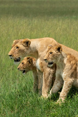 Naklejka na ściany i meble Lions Gettng Ready to Hunt - Maasai Mara National Park, Kenya