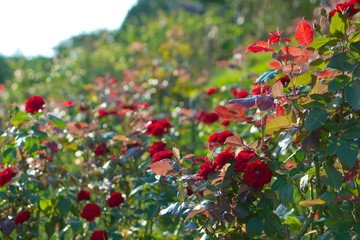 バラ園と日差し