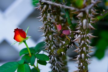 薔薇の花と鋭いトゲ