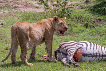 Lion Eating a Zebra - Maasai Mara National Park, Kenya