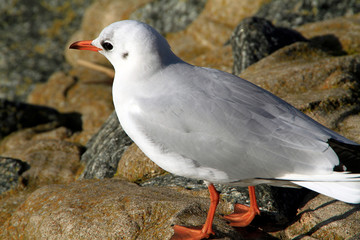 Seagull, Bird, Bremerhaven, Hanseatic City of Bremen, Germany, Europe