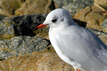 Seagull, Bird, Bremerhaven, Hanseatic City of Bremen, Germany, Europe