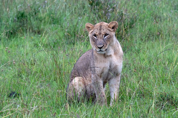Young Male Liion, Nairobi National Park, Kenya