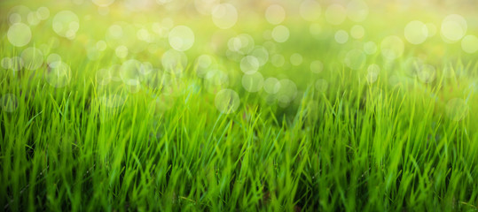 Bright green spring grass in park. Bokeh effect