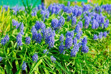 Obraz premium Tender blue muscari flowers in the daylight