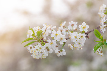 Full blossoming cherry tree branch with white flowers, macro, close up