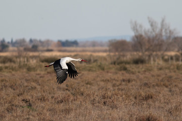 L'envol de la cigogne