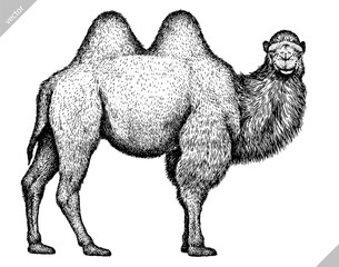 black and white engrave isolated camel illustration