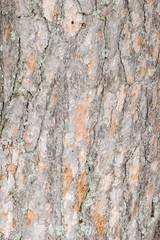Closeup view of tree bark on a scots pine tree
