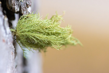 Close up of a tuft of fruiticose lichen growing on a Scots Pine tree trunk