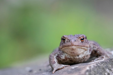 Common toad (Bufo bufo) in the natural ecosystem.
