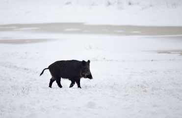 Wild boar walking on snow
