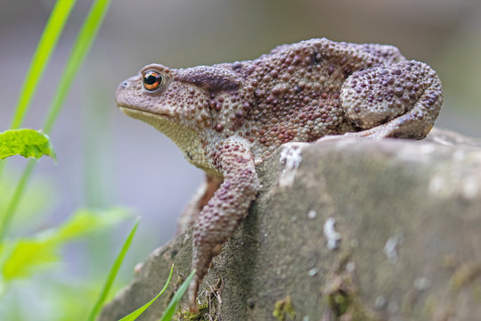 Common toad (Bufo bufo) in the natural ecosystem.