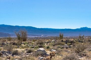 Desert landscape with ocotillo cactus and cholla, mountains and blue sky in background 