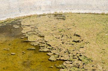 Lyngbya Algae In Tank Water