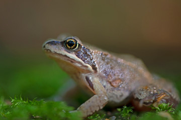 Сommon frog (Rana temporaria) in the natural ecosystem.