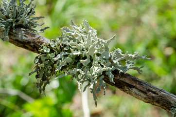 Cladonia Rangiferina Lichen Growing On Wood