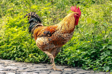 Gallo caminando en la calle